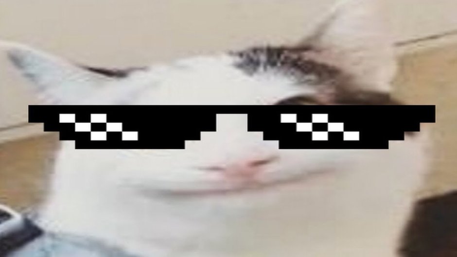 Белуга котик в Дискорд