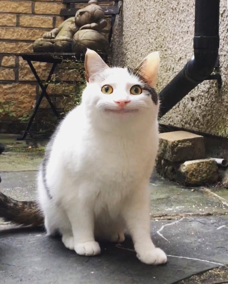 Гифки с мемным котом Beluga