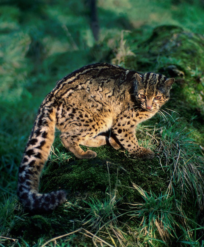 Вымершие Дикие кошки