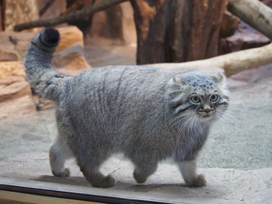 Тибетская порода кошек