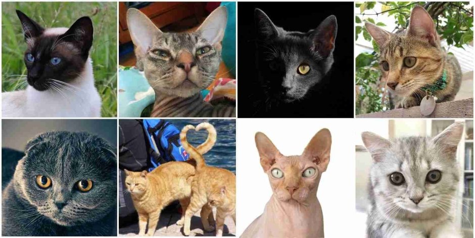 Существует множество пород кошек