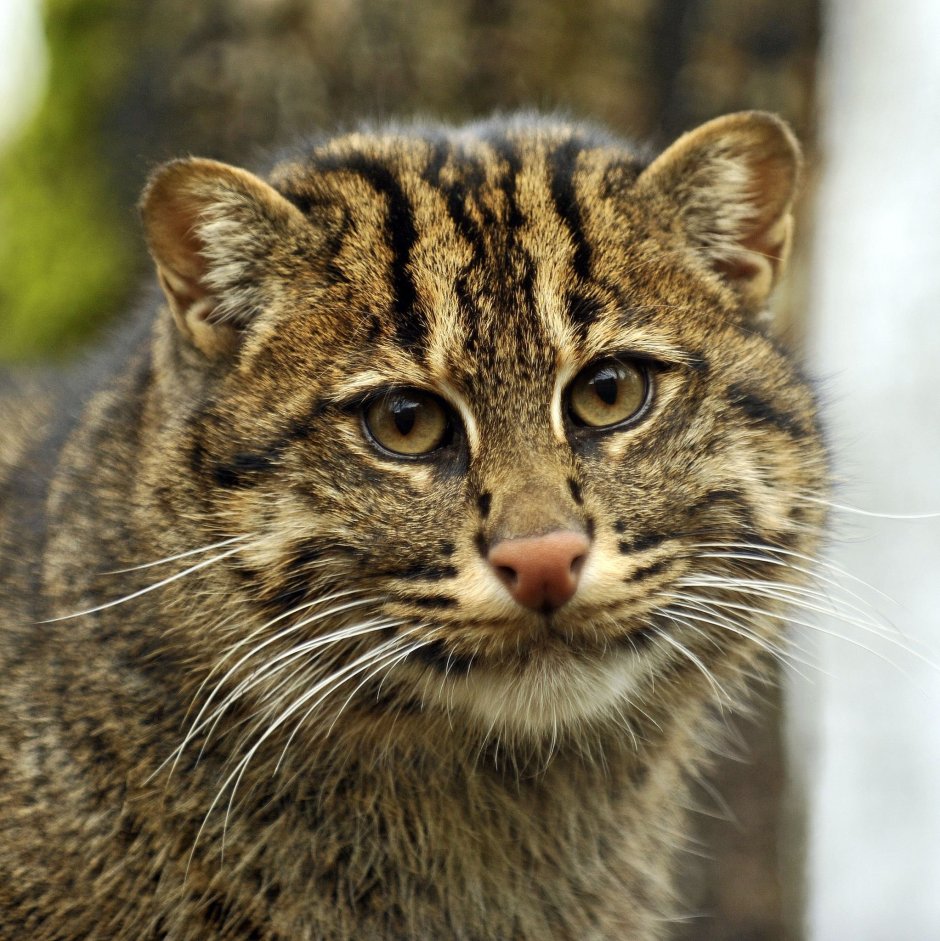 Виды диких котов