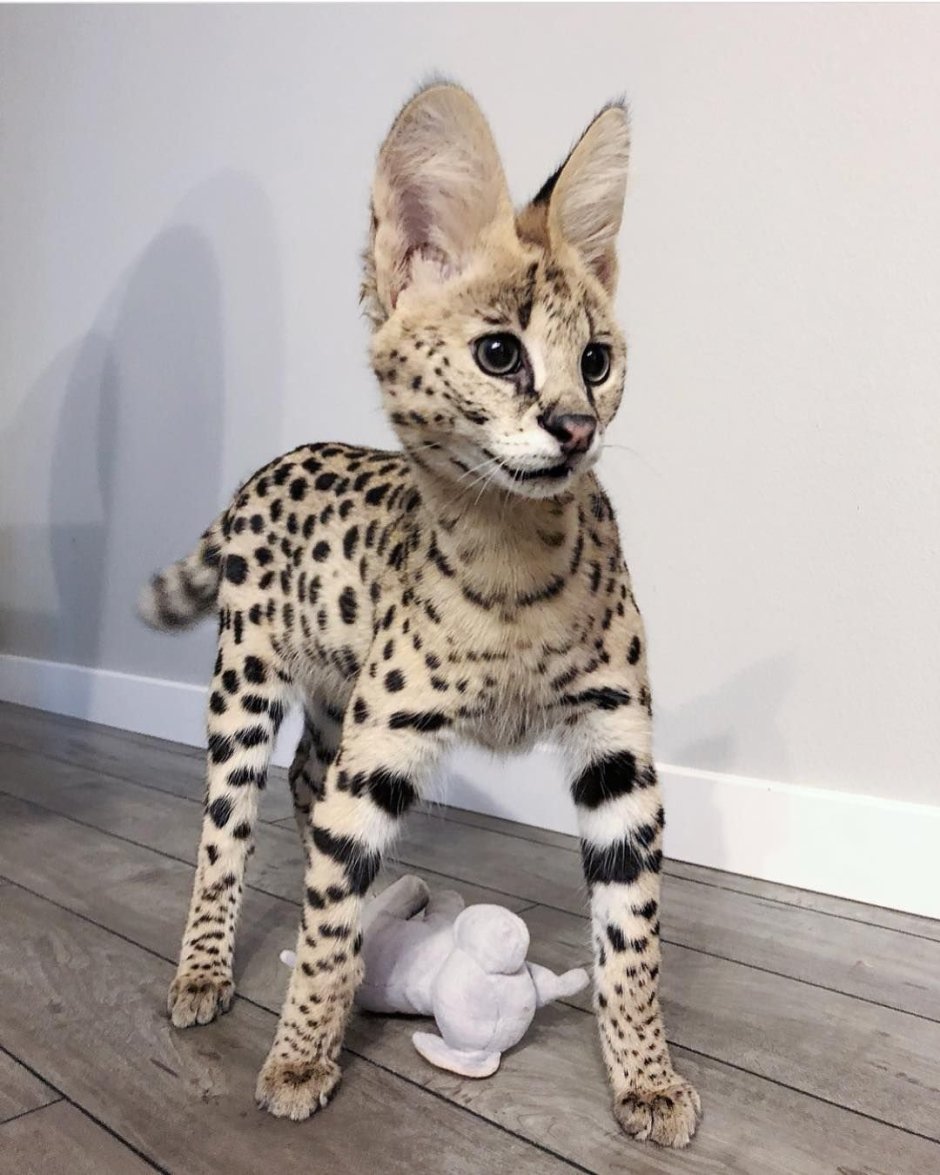 Кот Саванна и сервал