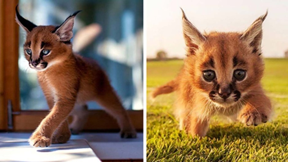 Самая красивая кошка на земле