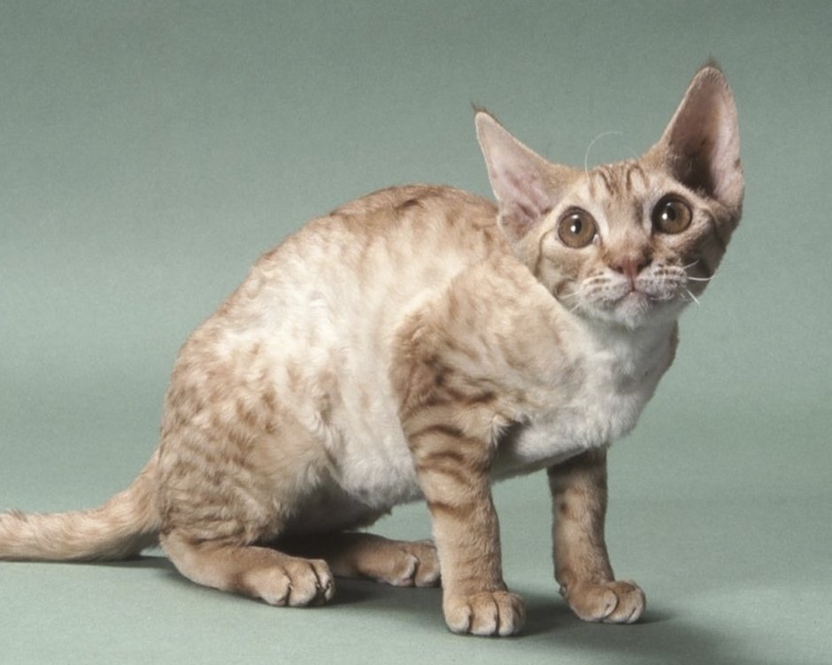 Герман порода кошек