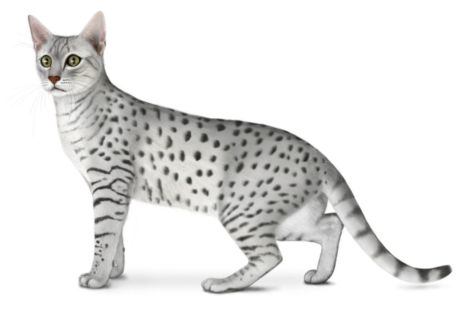 Египетский мяу на белом фоне