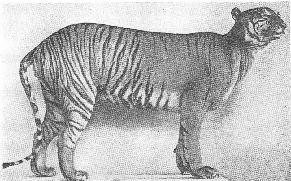 Panthera Tigris sondaica