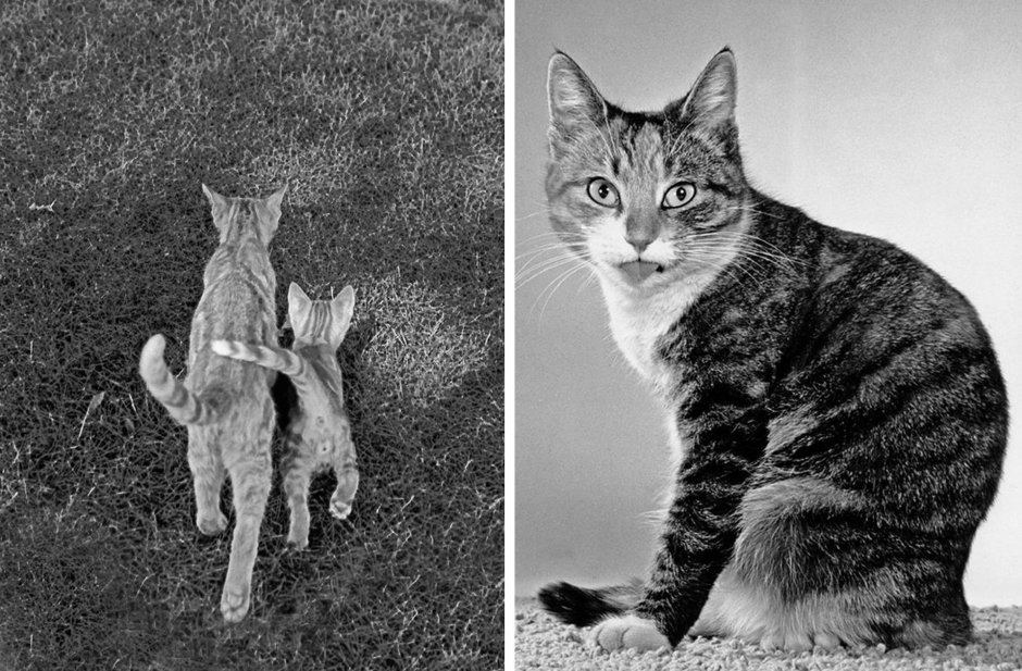 Уолтер Чандоха банда