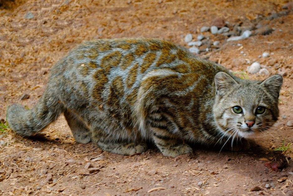 Андская Горная кошка