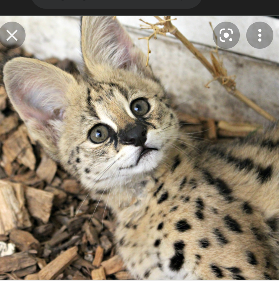 Сервал кошка