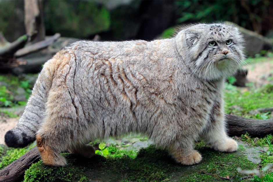 Тибетский Манул