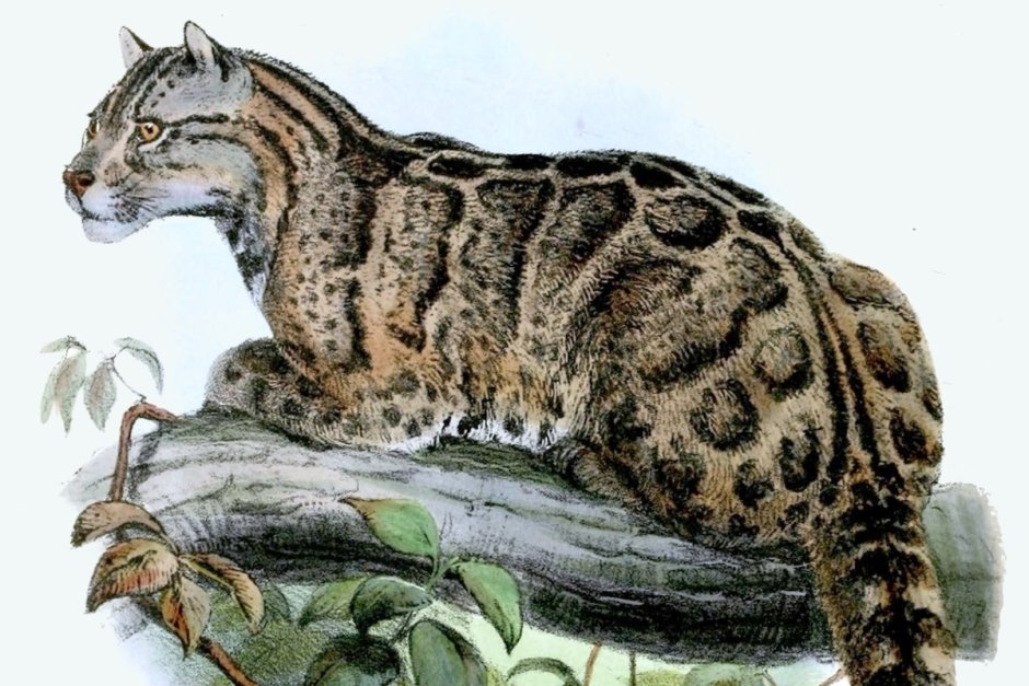 Тайваньский дымчатый леопард