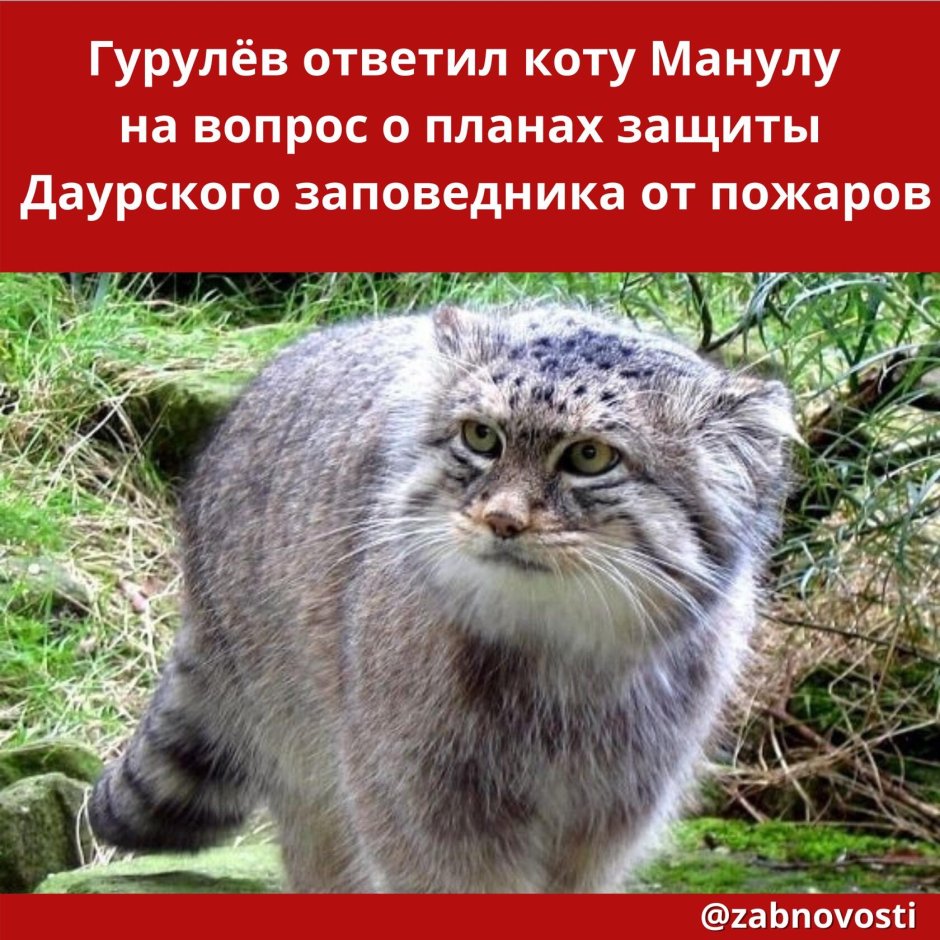 Манул котята