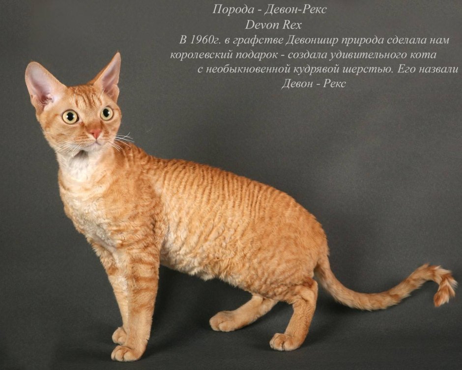 Породистые кошки и их названия