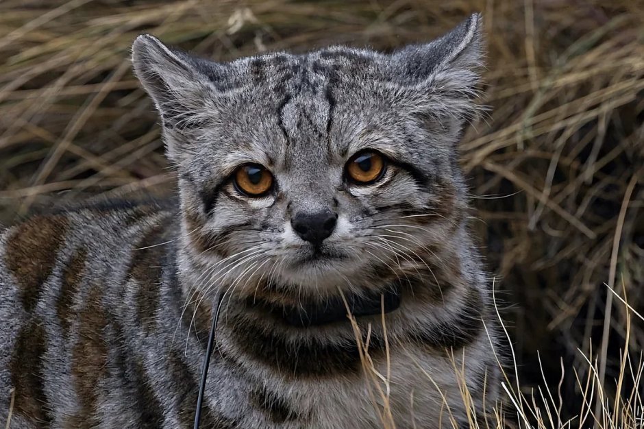 Андская Горная кошка