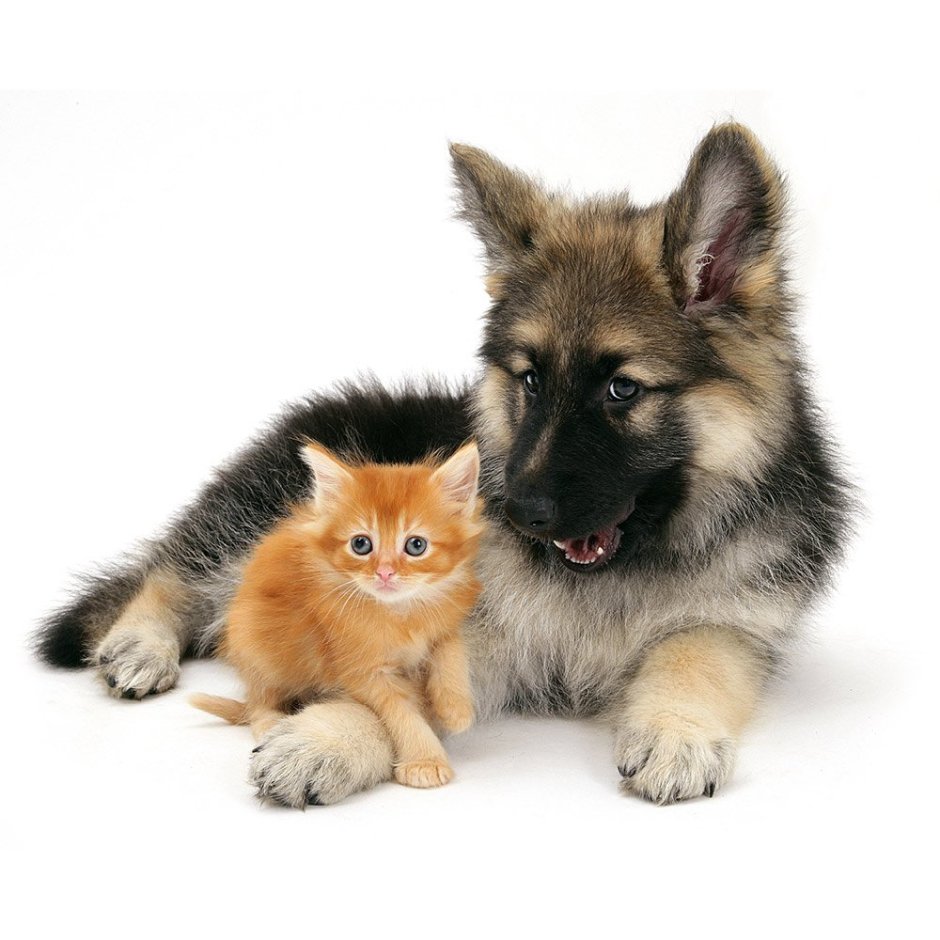 Дружба кота и собаки