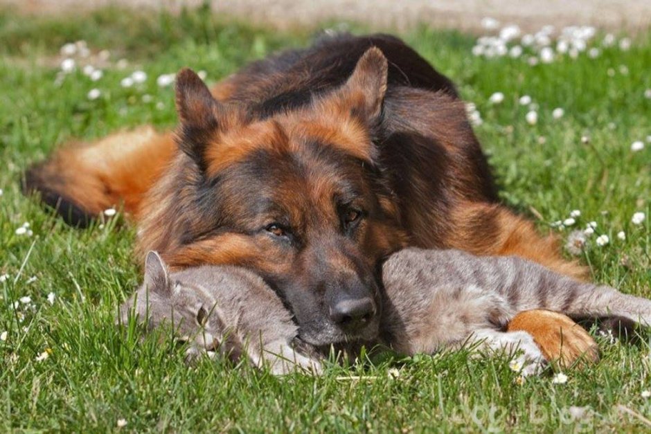 Собака с кошкой дружат