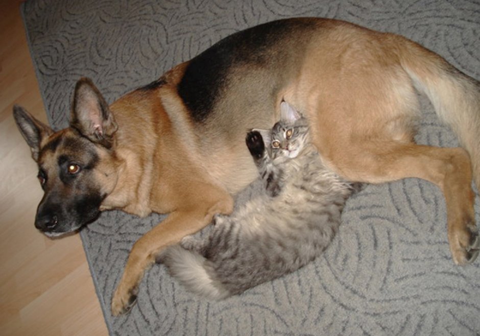 Дружба кошки и собаки