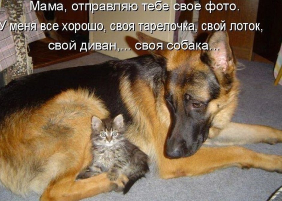 Дружба кота и собаки