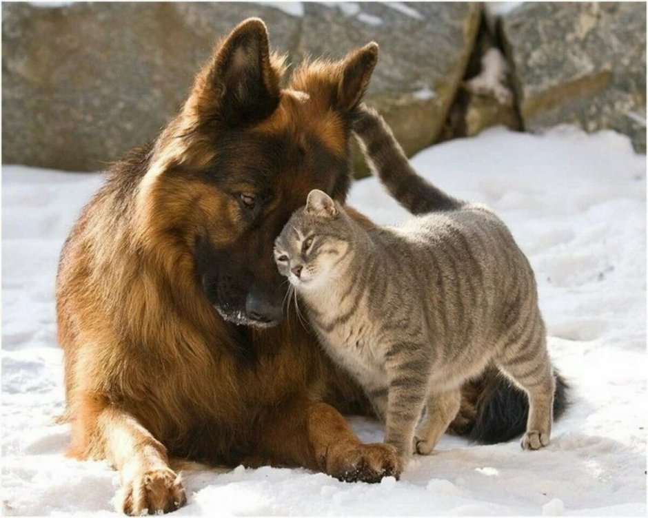 Фотографии собак