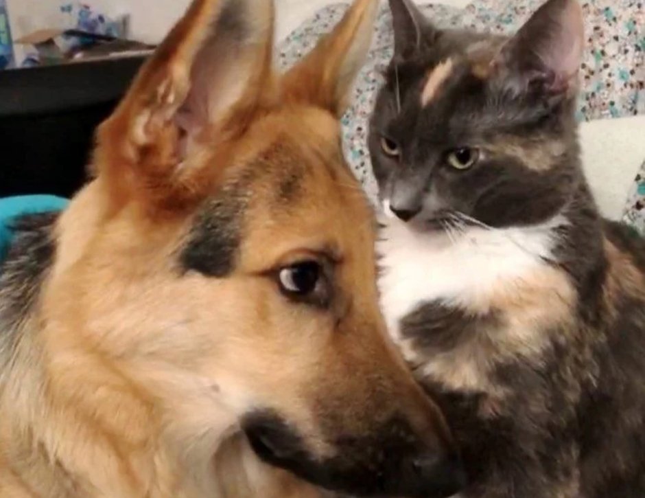 Собака с кошкой дружат