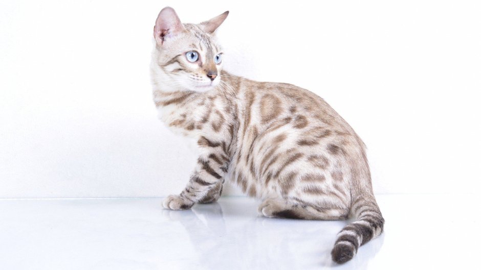 Бенгальская кошка Сноу Линкс