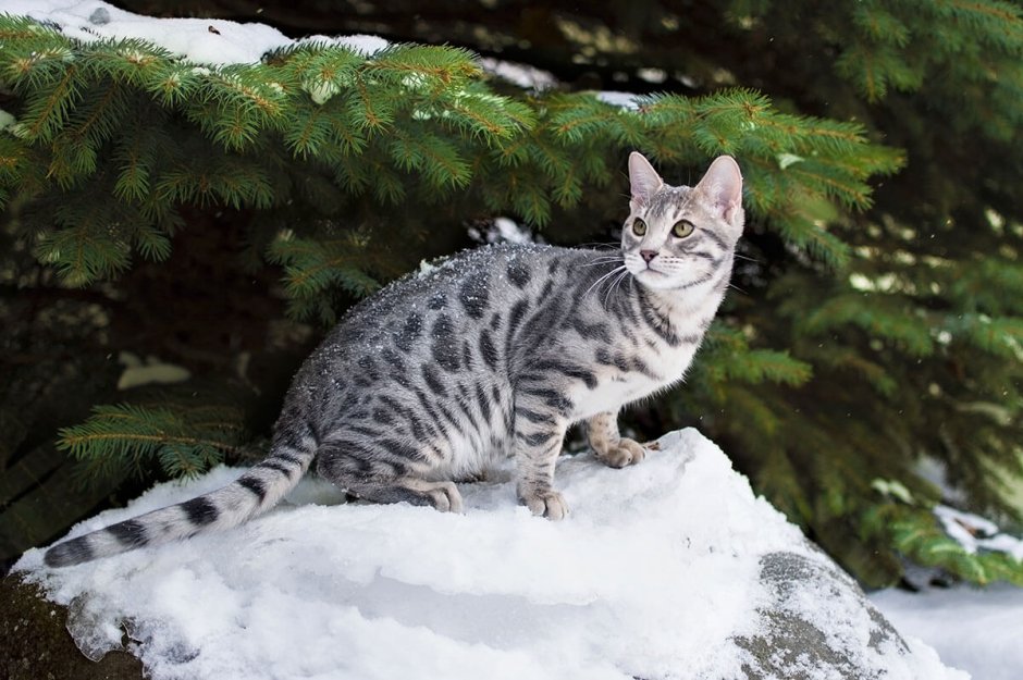 Бенгальский кот снежный Линкс