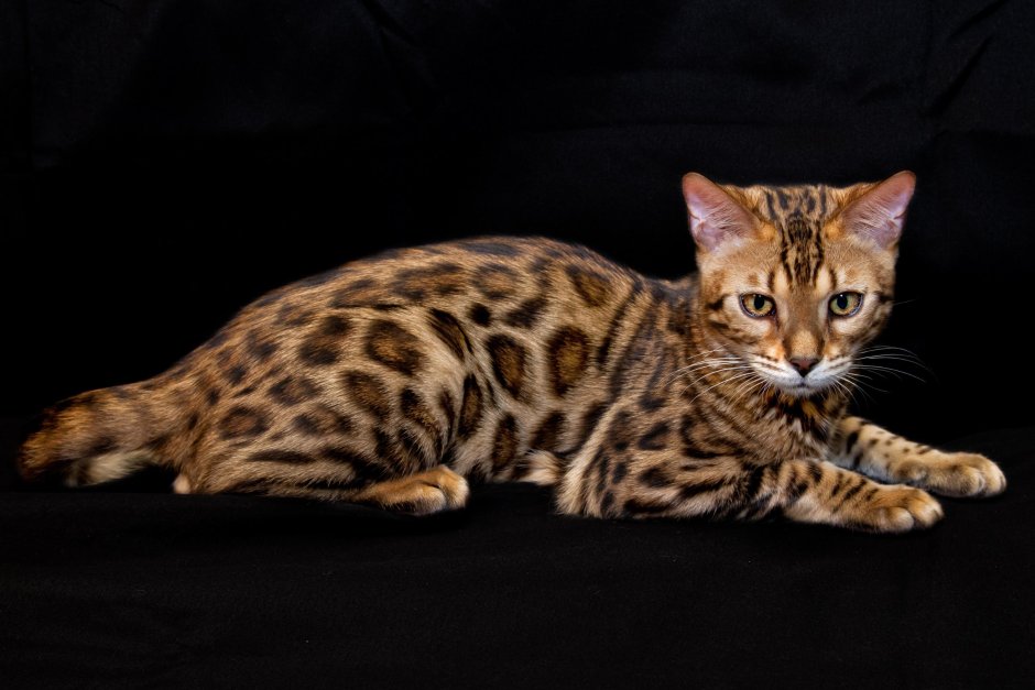 Бенгальская кошка тойгер
