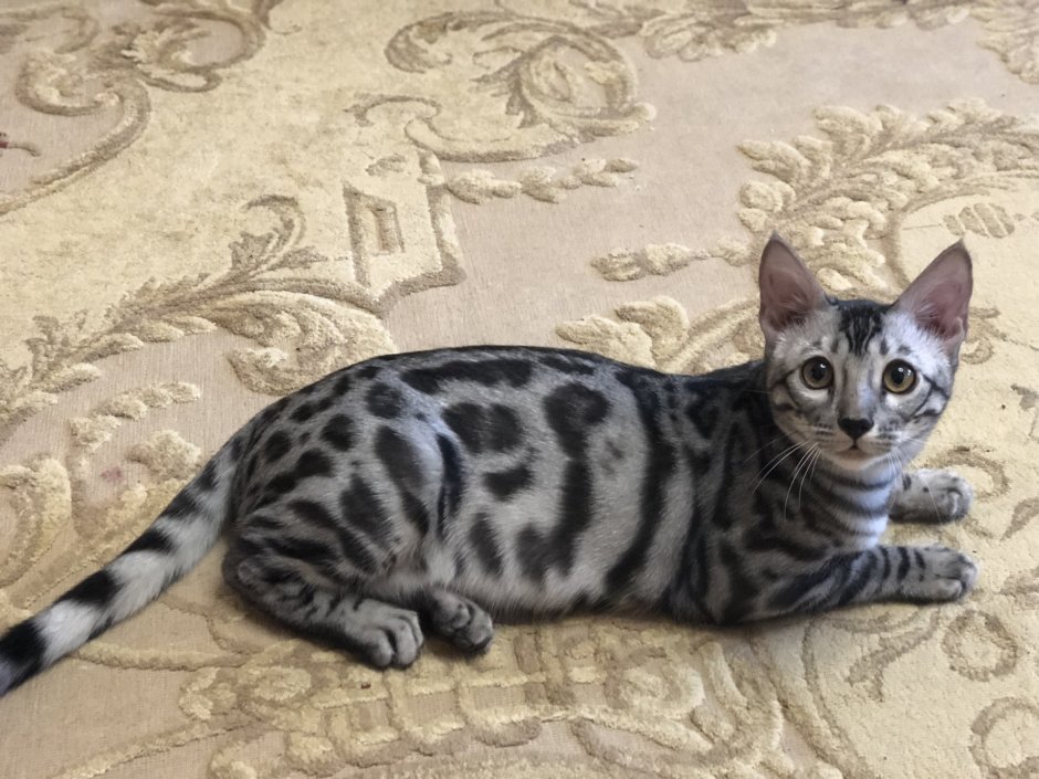Бенгальский кот Блю тебби