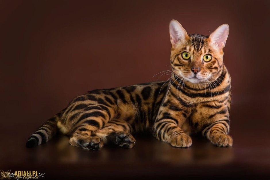 Бенгальский кот полосатый