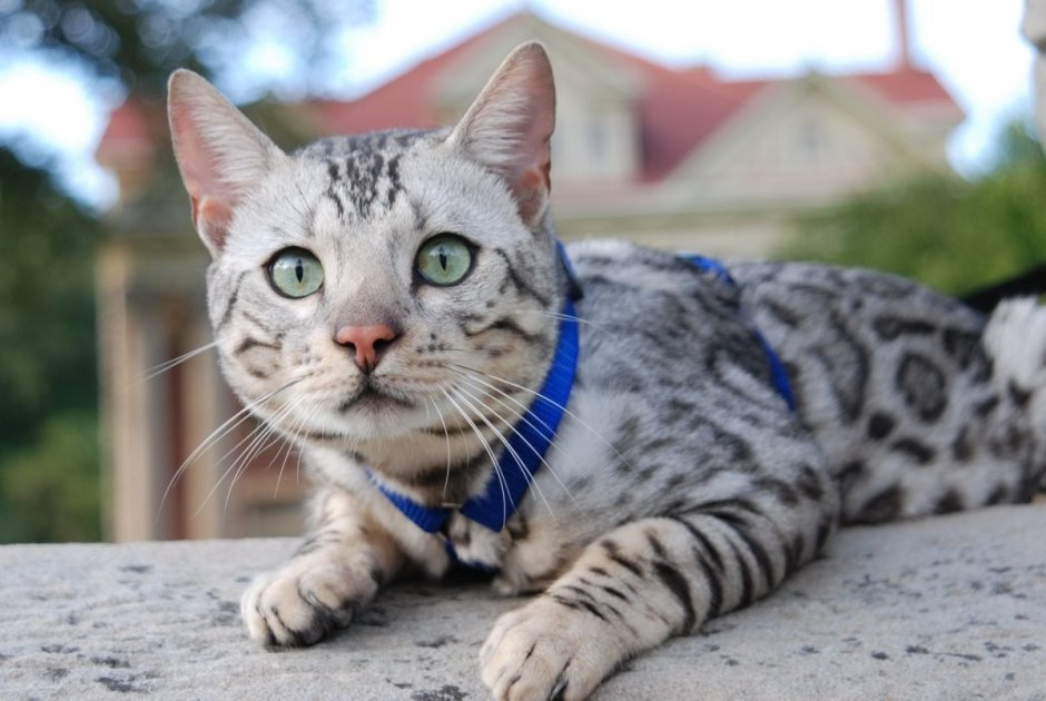 Бенгальская короткошерстная кошка