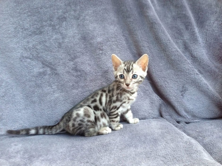 Бенгальская кошка серая