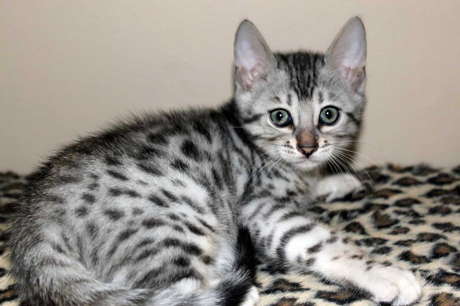 Бенгальские кошки дымча