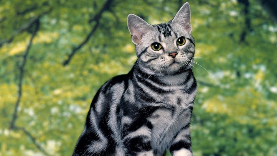 Американская короткошерстная кошка котята