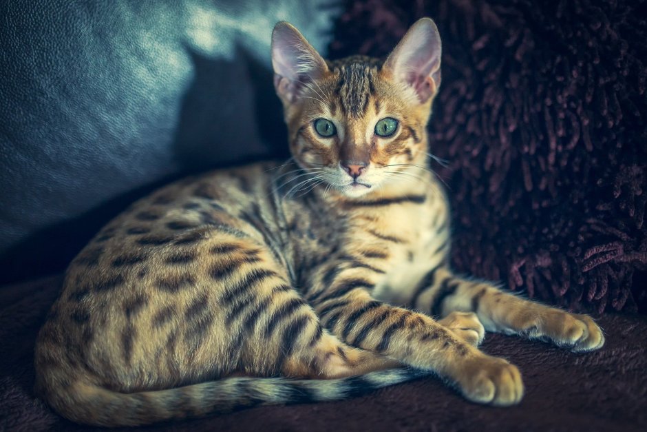 Бенгальский кот