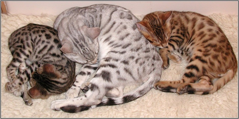 Котята бенгалы с мамой