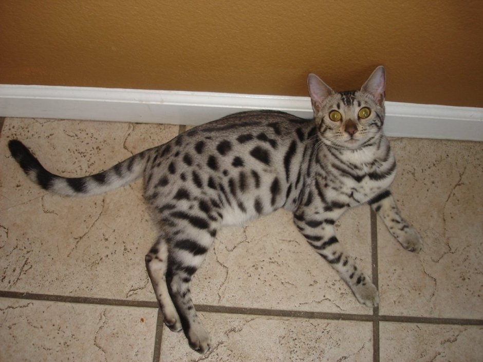 Бенгальский кот серый