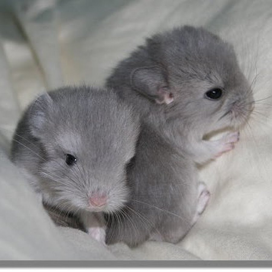 NS 25 окрас британской кошки