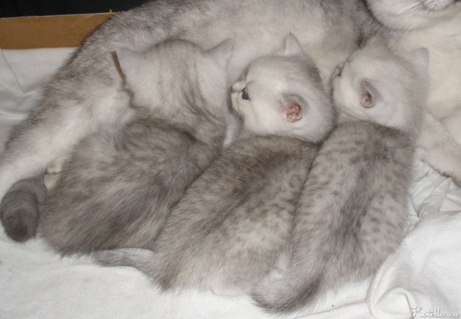 Новорожденные котята шотландской вислоухой шиншиллы