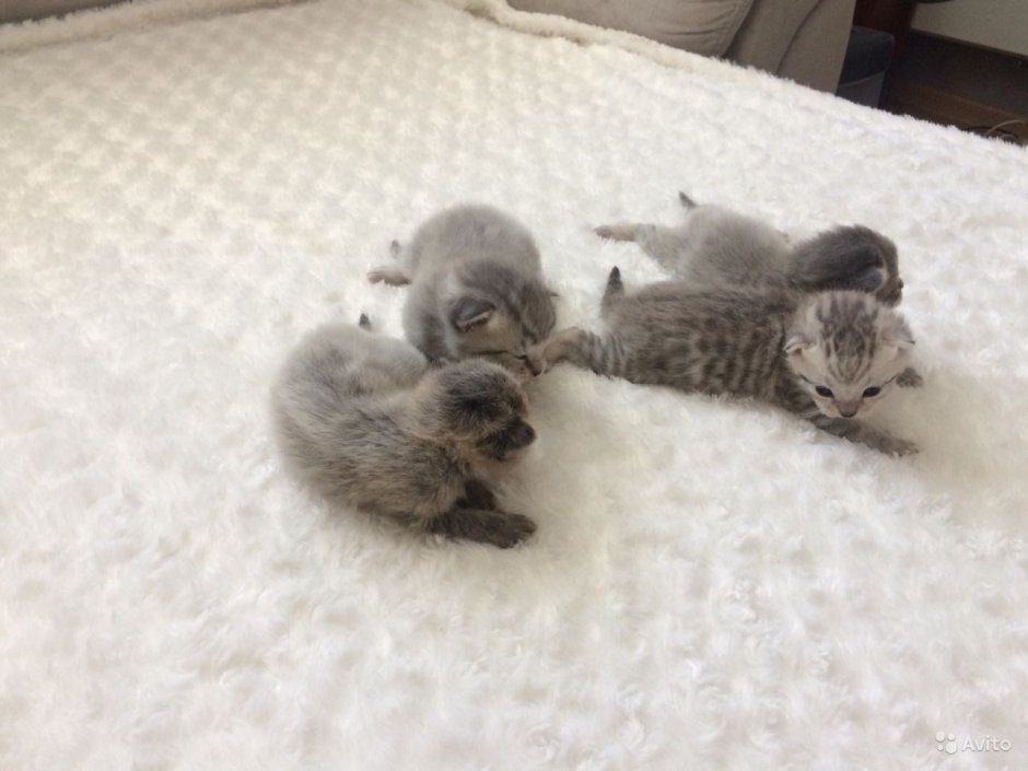 Котята разных пород