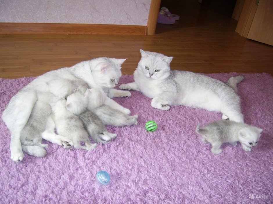 Новорожденный котенок серебристая шиншилла