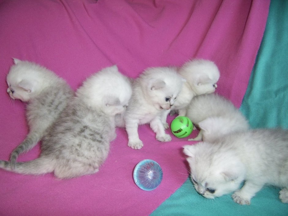 Шотландские шиншилловые котята Новорожденные