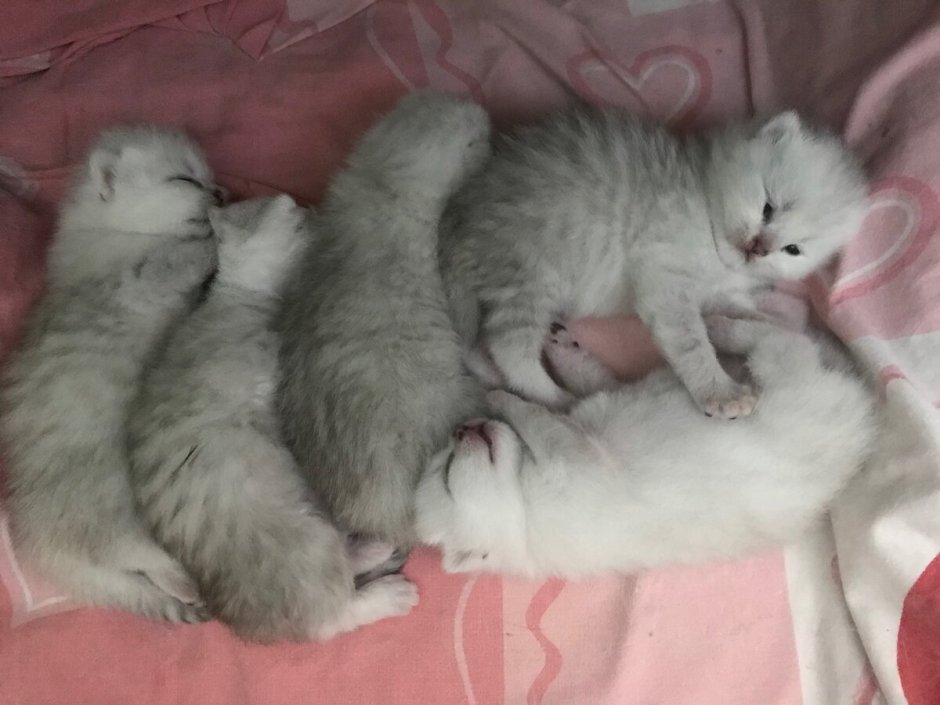 Новорожденные британские котята