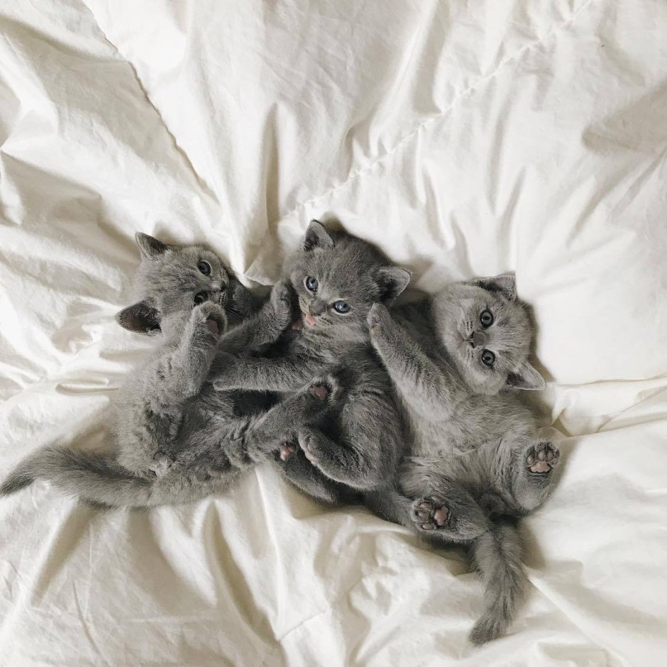 Новорожденные котята шотландской вислоухой шиншиллы