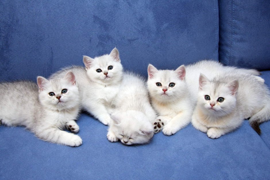 Британская шиншилла вискас