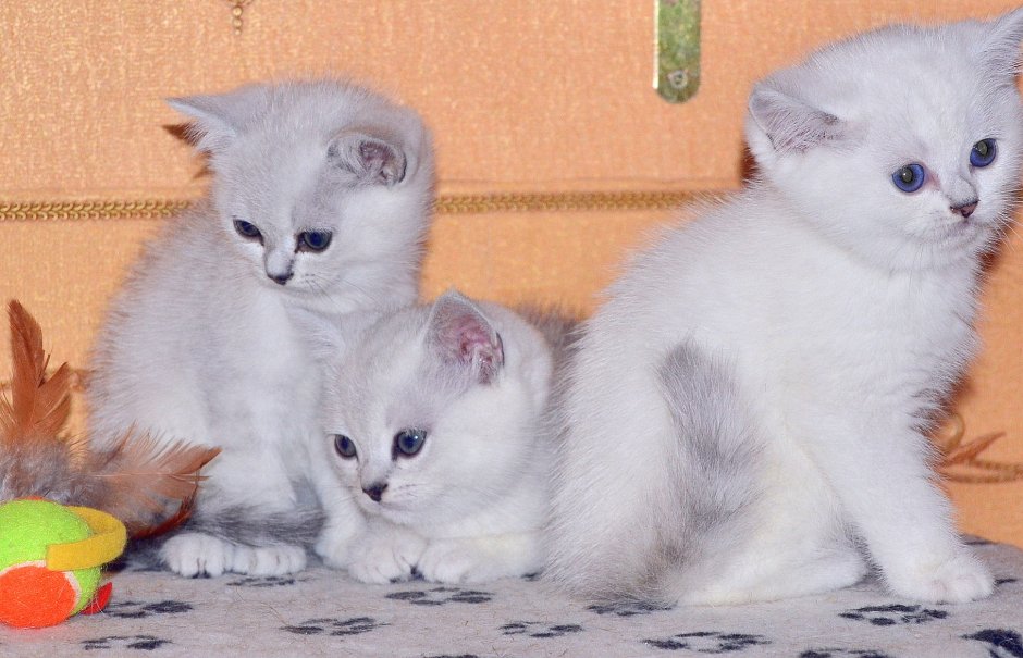 Новорожденные котята Британская шиншилла серебристая