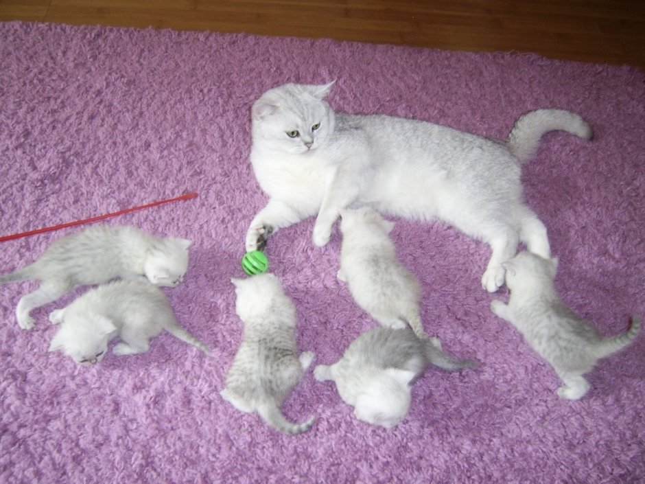 Шотландская серебристая шиншилла Новорожденные котята