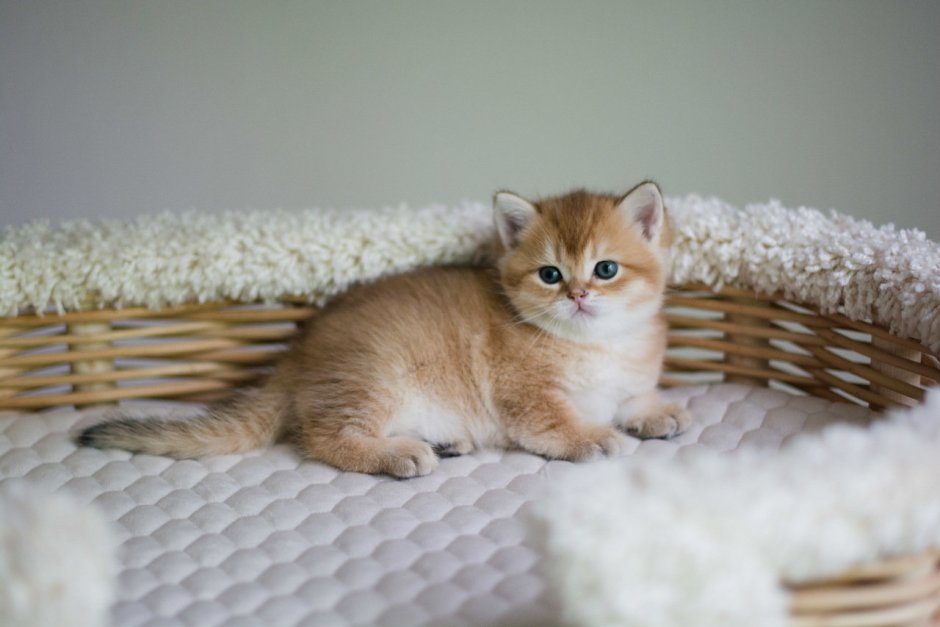 Персидские шиншиллы серебристые котята Борисоглебск