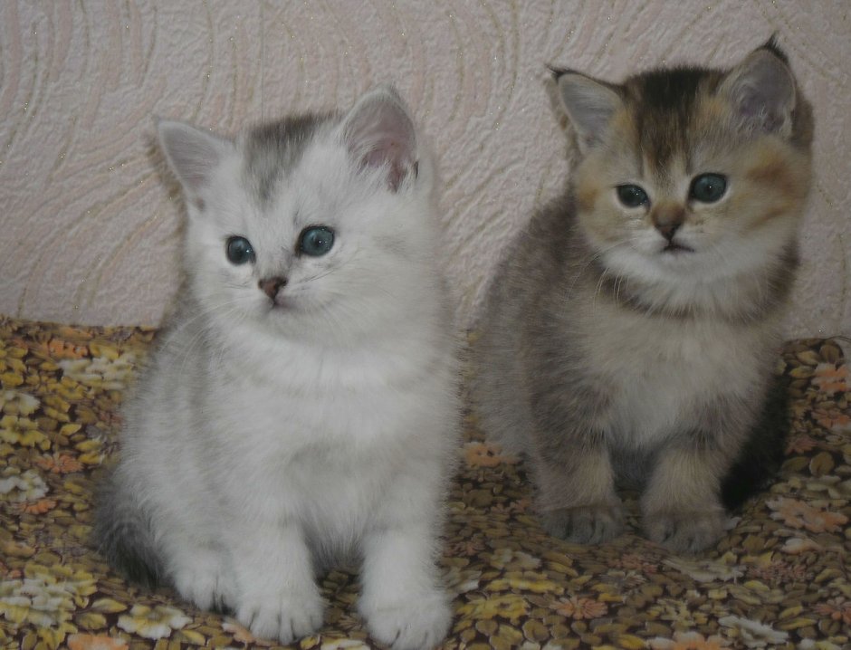 Котята рождаются с шерстью