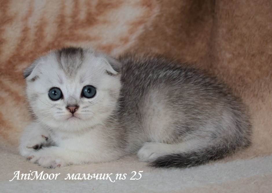 Новорожденные котята шотландской вислоухой шиншиллы